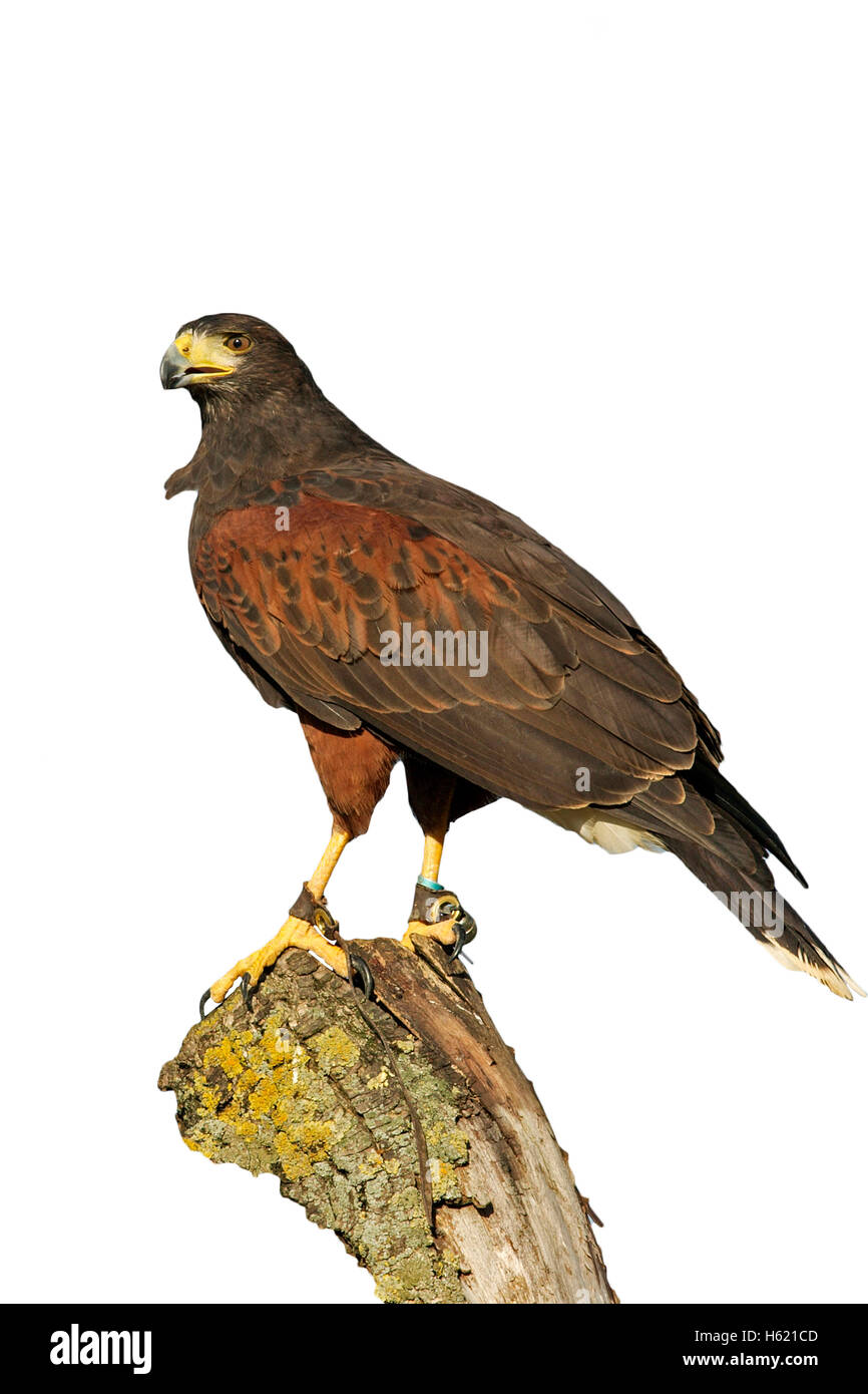 Harris hawk, Parabuteo unicinctus, singolo uccello sul ramo, falconeria bird con jessies sulle gambe Foto Stock