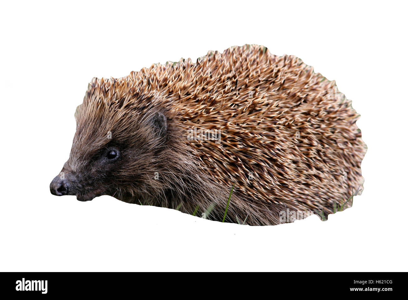 Riccio, Erinaceus europaeus, unico mammifero su erba, Scozia Foto Stock