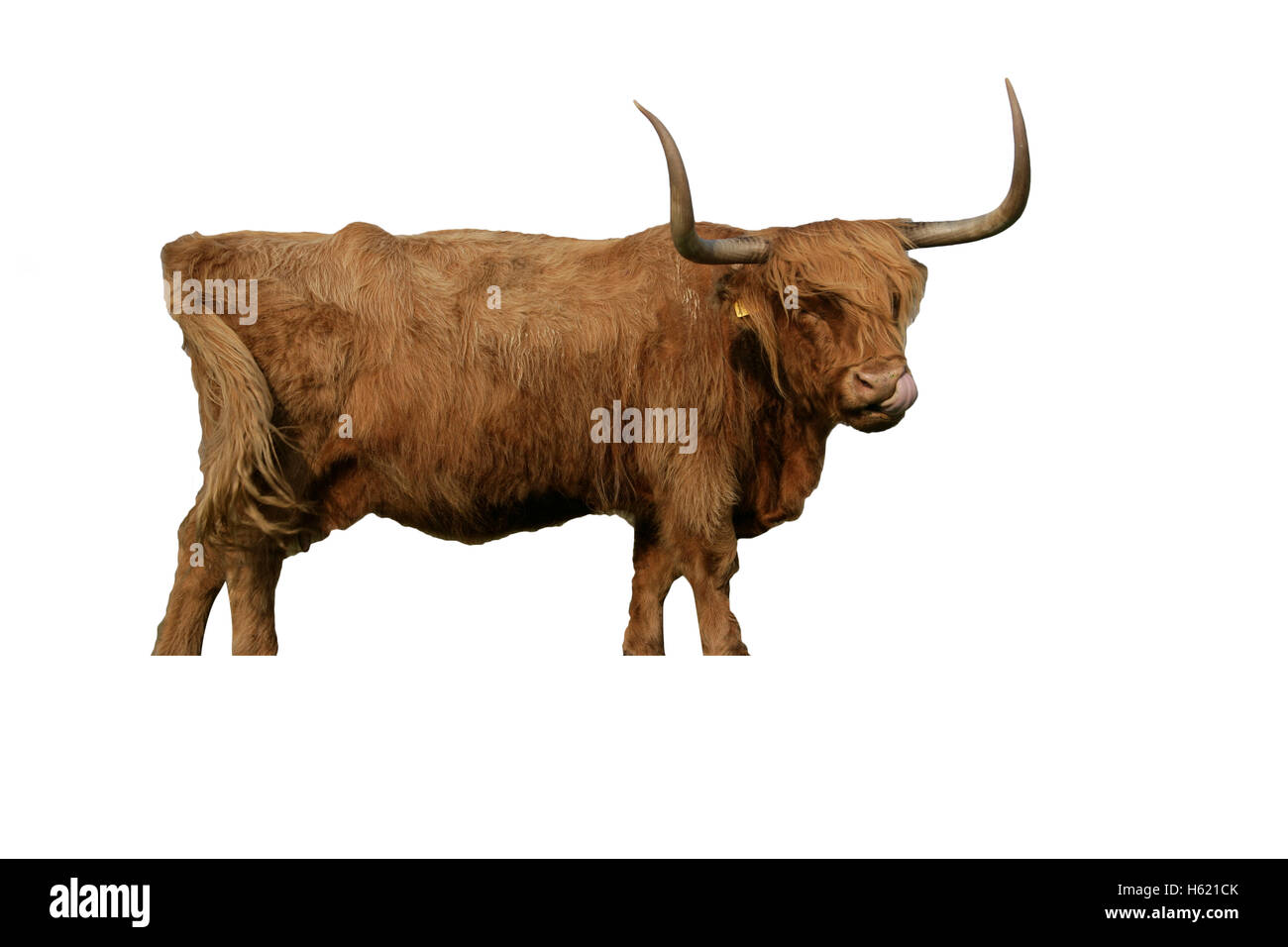 Highland bovini, unico animale sull'erba, Texal, Paesi Bassi Foto Stock