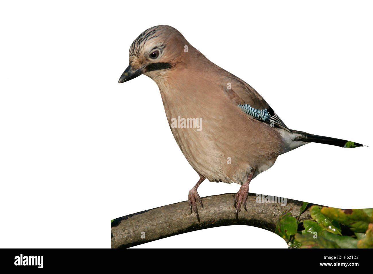 Jay Garrulus glandarius, singolo uccello sul ramo, West Midlands, Regno Unito Foto Stock