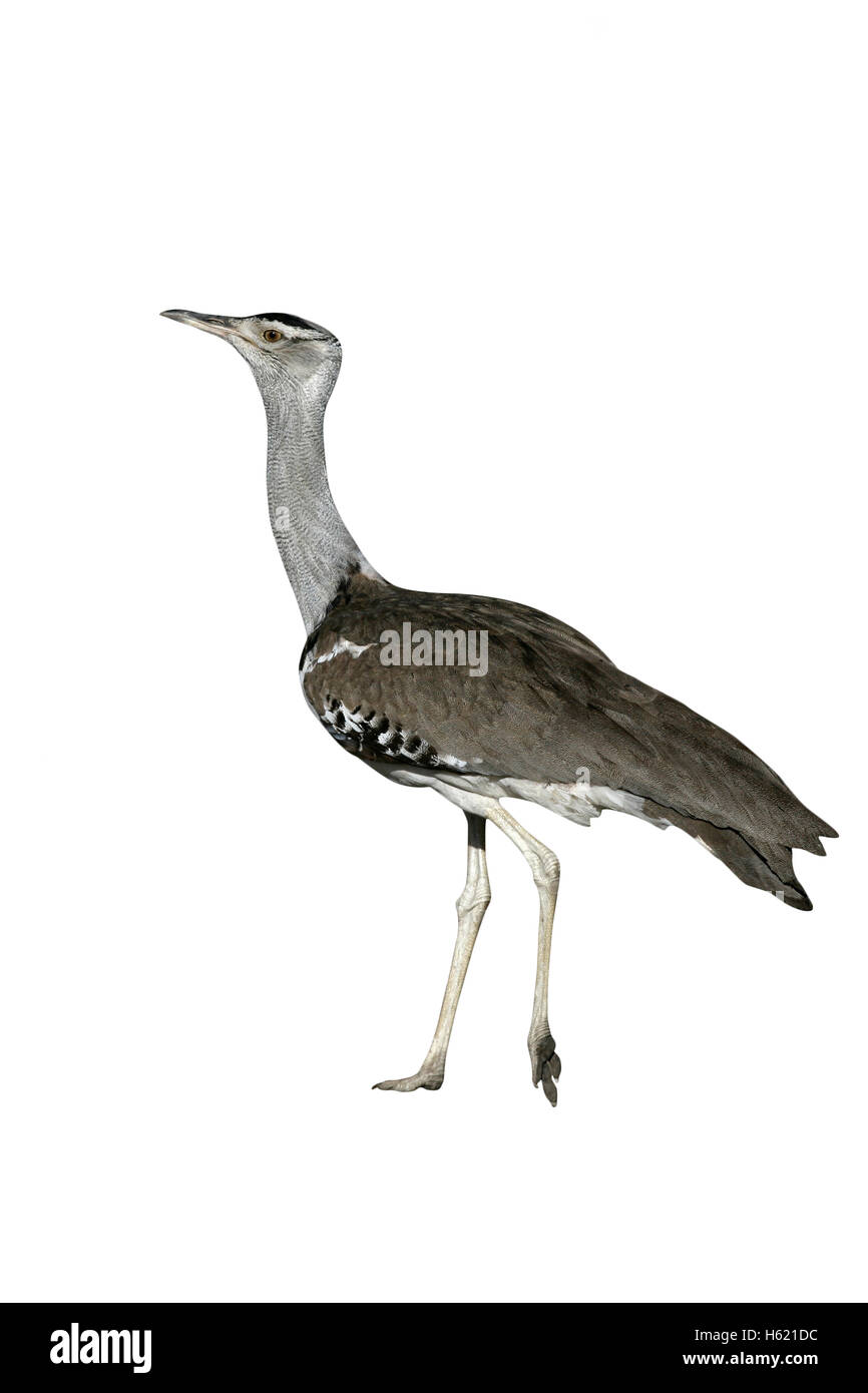 Kori bustard, Ardeotis kori, singolo uccello sulla terra, Tanzania Foto Stock