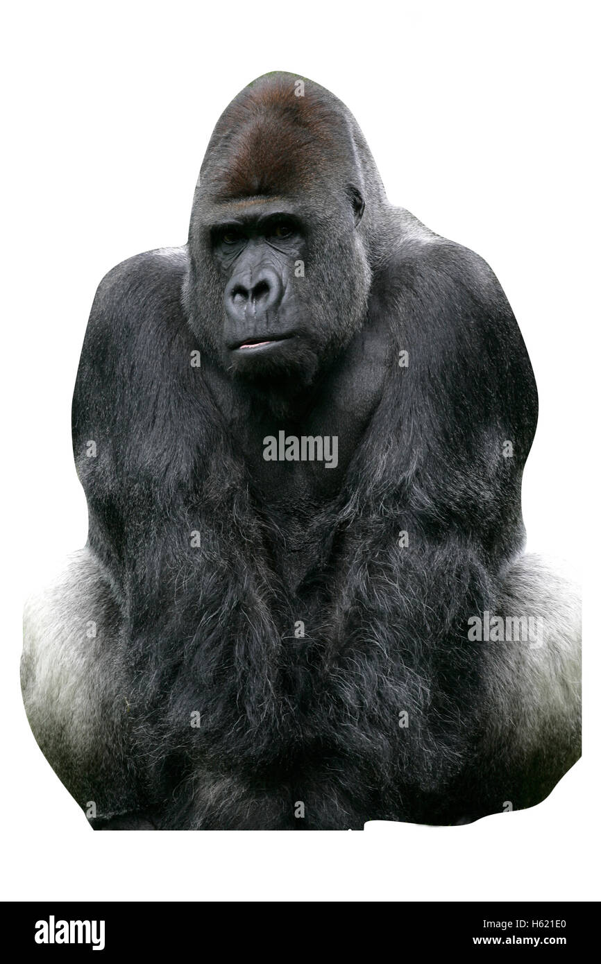 Western pianura gorilla Gorilla gorilla unico mammifero su erba Foto Stock