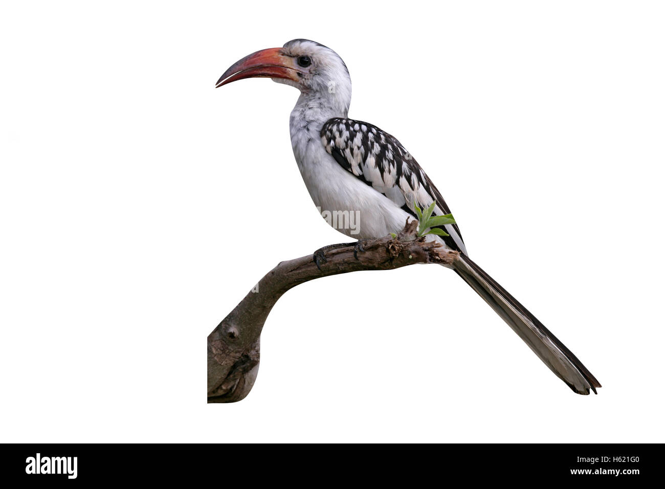 Rosso-fatturati hornbill, Tockus erythrorhynchus, singolo uccello sul ramo,Tanzania Foto Stock