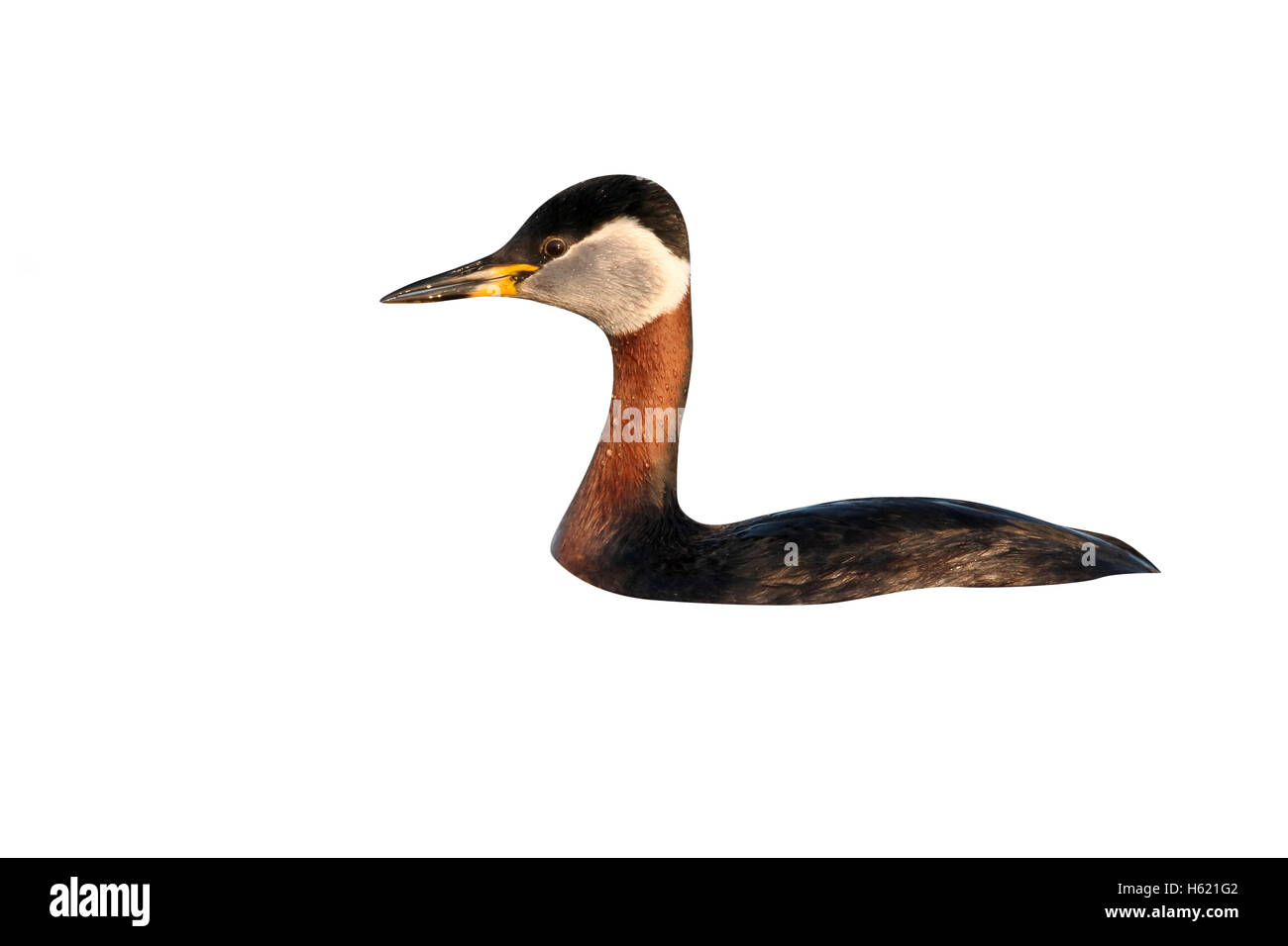 Rosso Colli di svasso, Podiceps grisegena, singolo uccello sull'acqua, Romania, Maggio 2015 Foto Stock