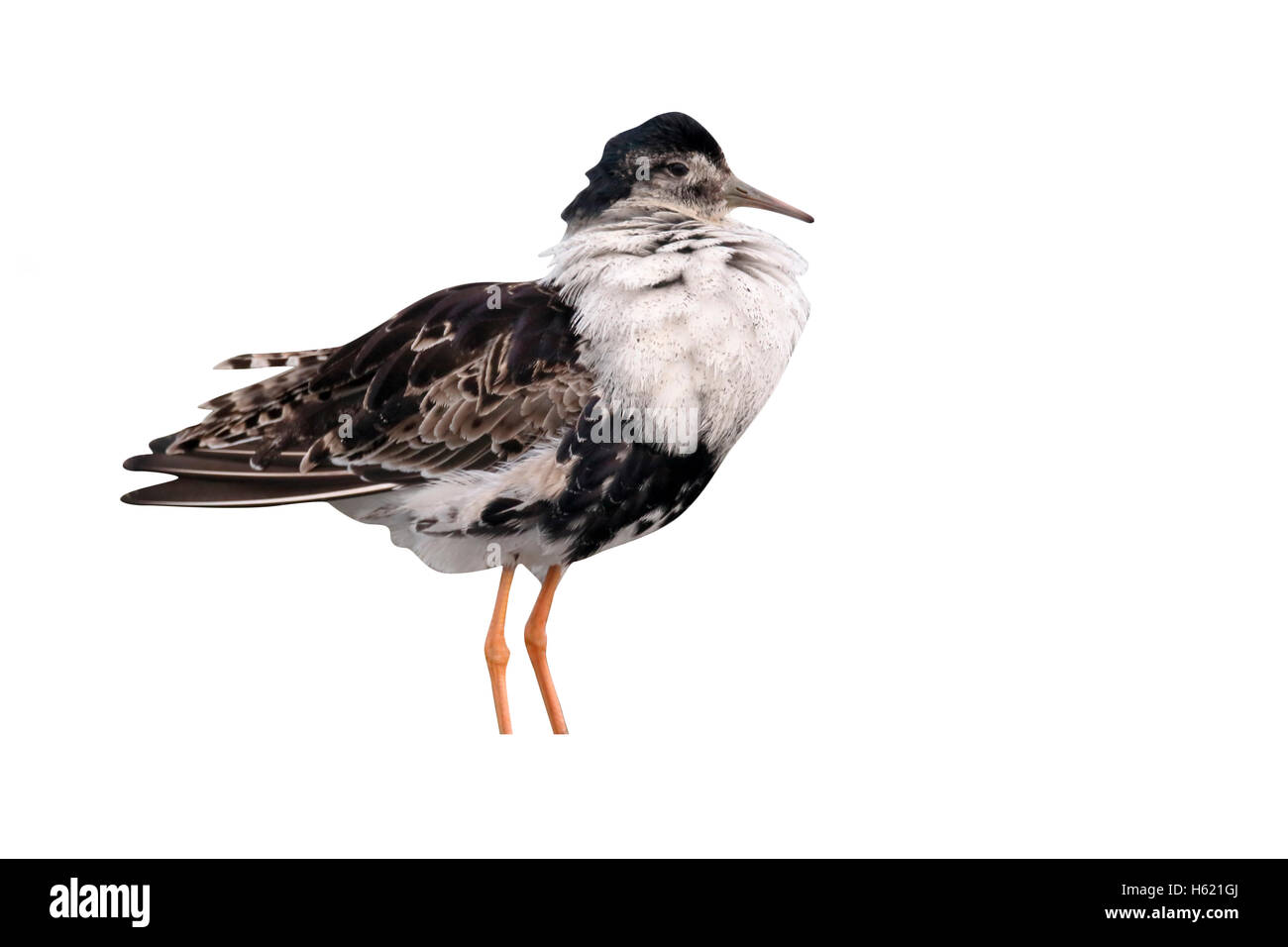 Ruff, Philomachus pugnax, maschio singolo in acqua, Ungheria, Maggio 2016 Foto Stock