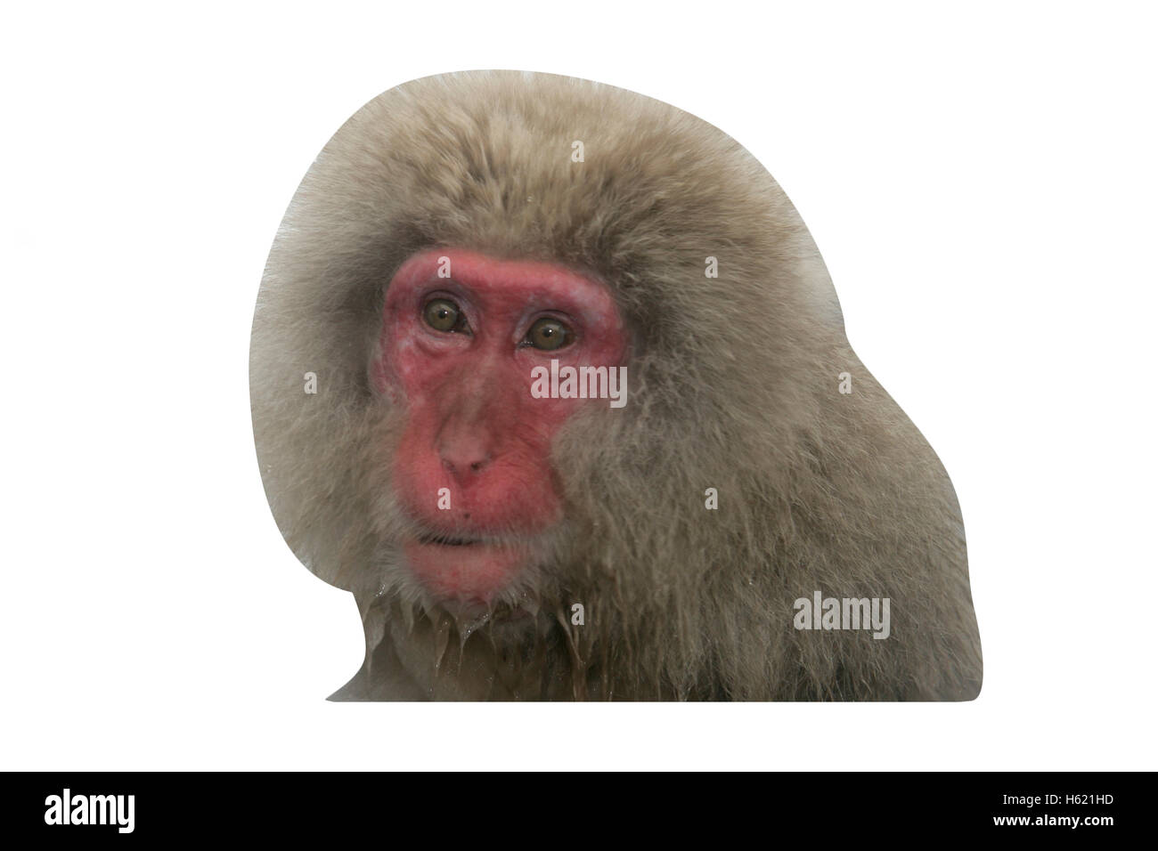 Neve o di scimmia macaco giapponese, Macaca fuscata, unico mammifero mediante acqua, Giappone Foto Stock