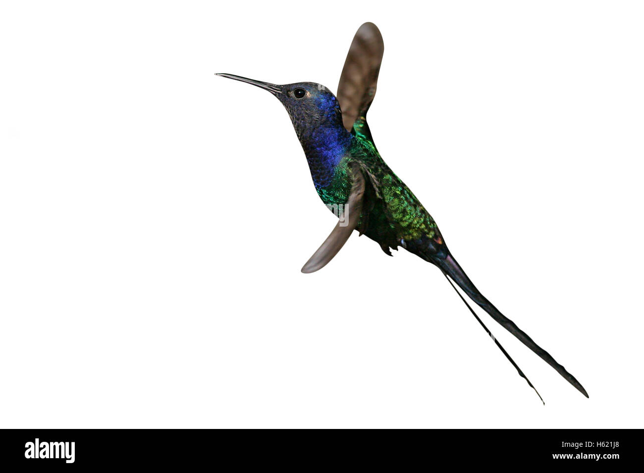 Swallow-tailed hummingbird, Eupetomena macroura, singolo uccello in volo, Brasile Foto Stock