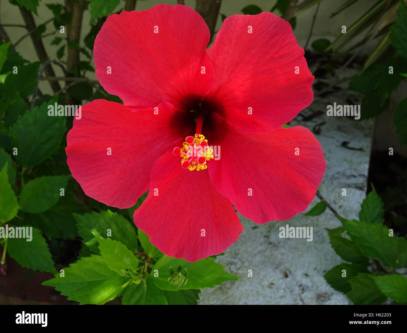 Fiori di ibisco bloom Foto Stock