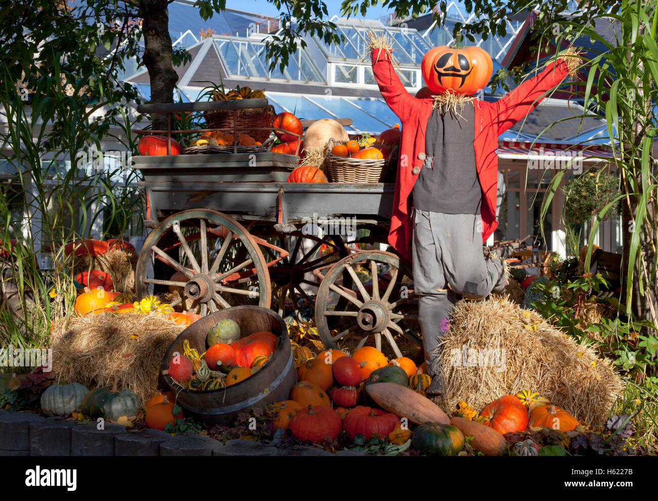 Uomo di zucca dopo il raccolto di zucca in giardini di Tivoli, Copenaghen, su un soleggiato alla fine di ottobre al giorno. Tema di Halloween. Foto Stock