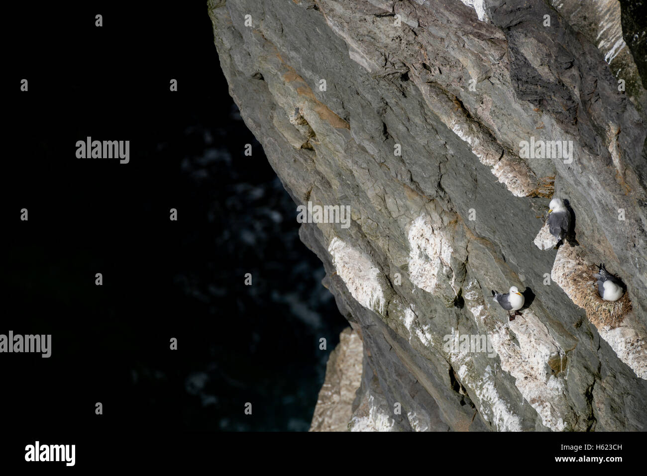 Kittiwakes (Rissa tridactyla) nesting a strapiombo sulle scogliere sul mare, Marwick testa (RSPB), Orkney continentale, Scozia. Foto Stock