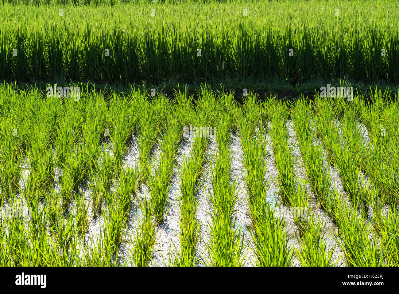 La coltura del riso in una risaia in Ubud a Bali, Indonesia. Foto Stock