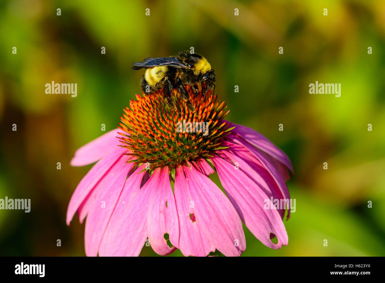 Bumblebee sul cono Rosa Fiore (Echinacea purpurea) Foto Stock