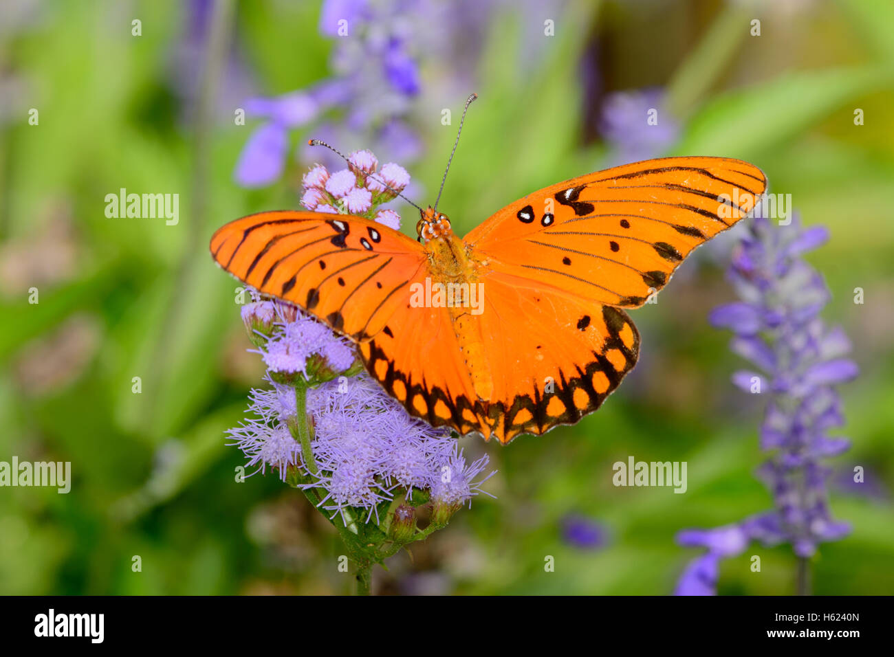 Gulf Fritillary Butterfly Agraulis vanillae con ali stese come si accende di fiori viola Foto Stock