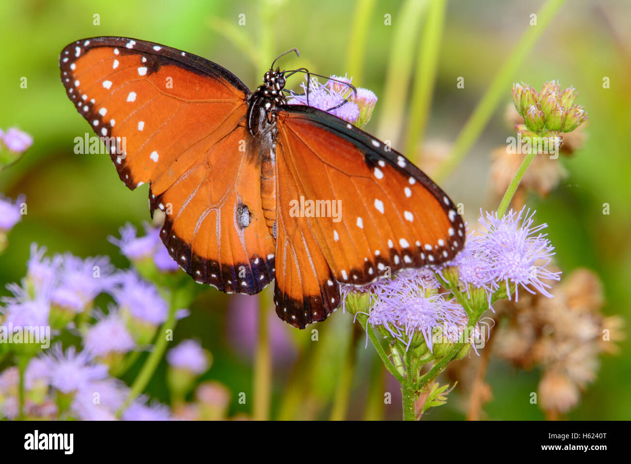 Regina butterfly (Danaus gilippus) sul piccolo fiore Foto Stock