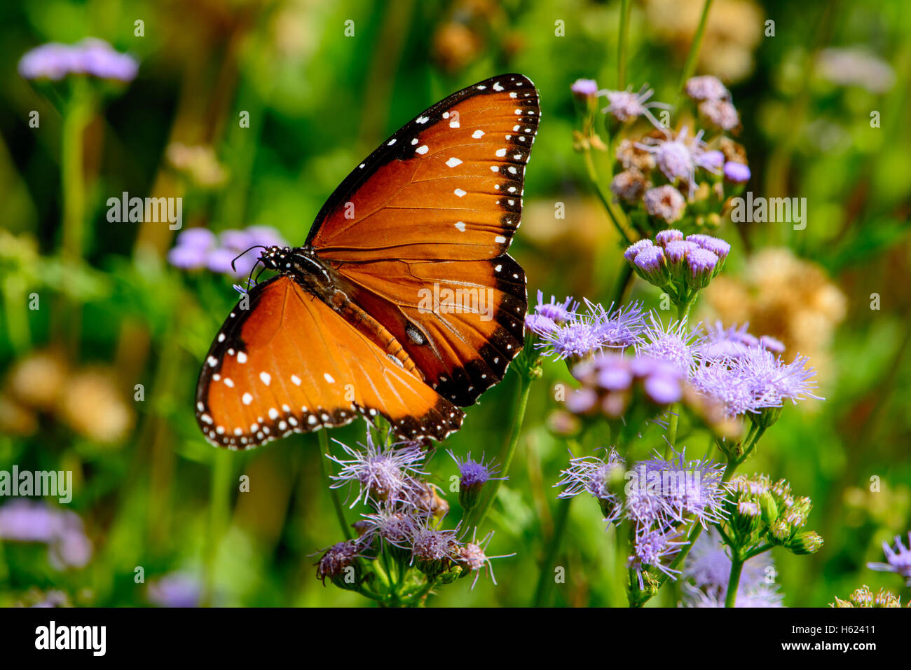 Regina butterfly (Danaus gilippus) con ali stese. Foto Stock