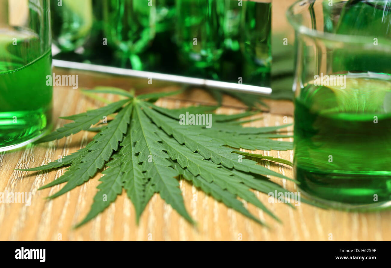 Foglie di cannabis in laboratorio per la ricerca Foto Stock