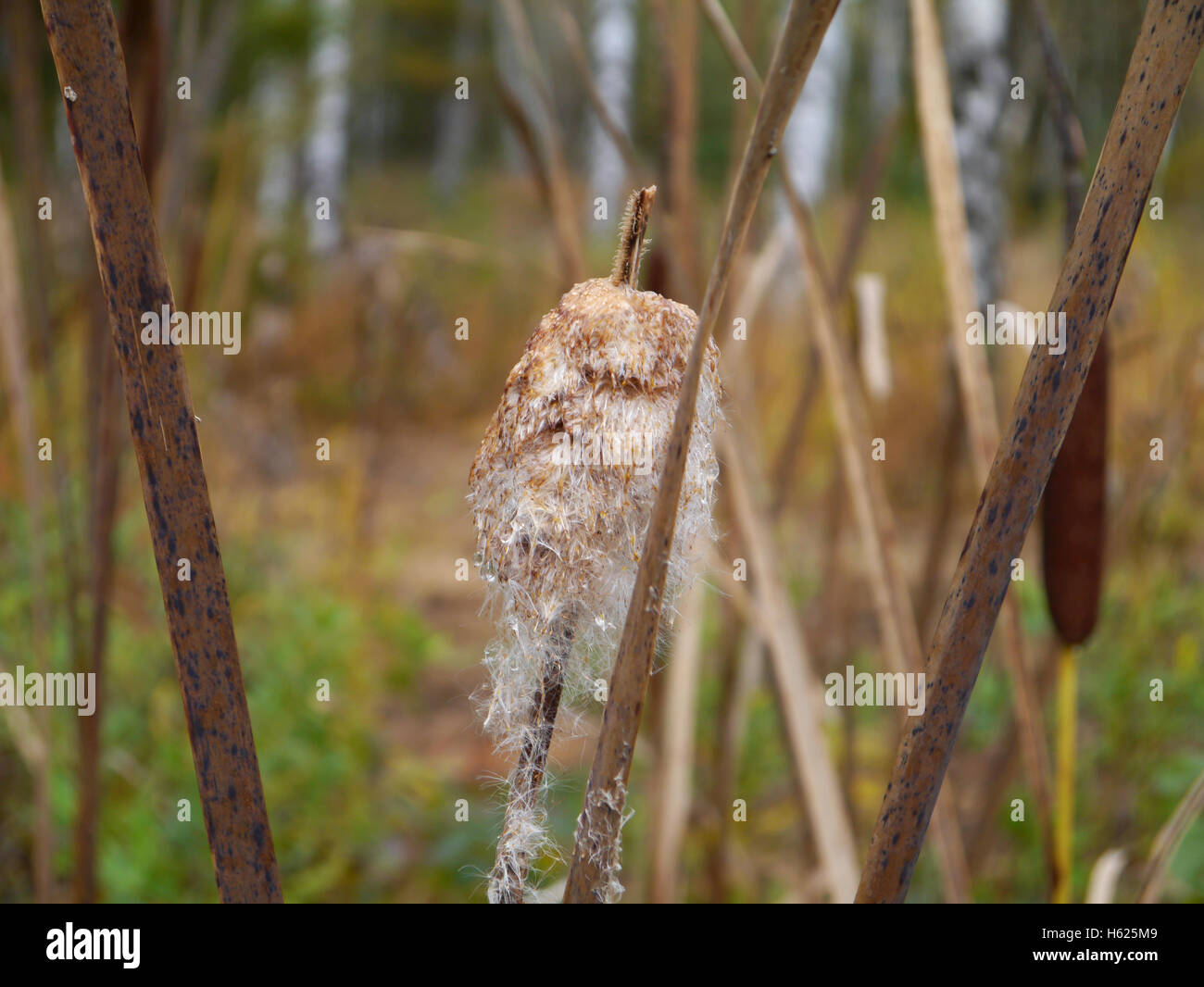 Giunco di palude con i semi in un highmoor Foto Stock