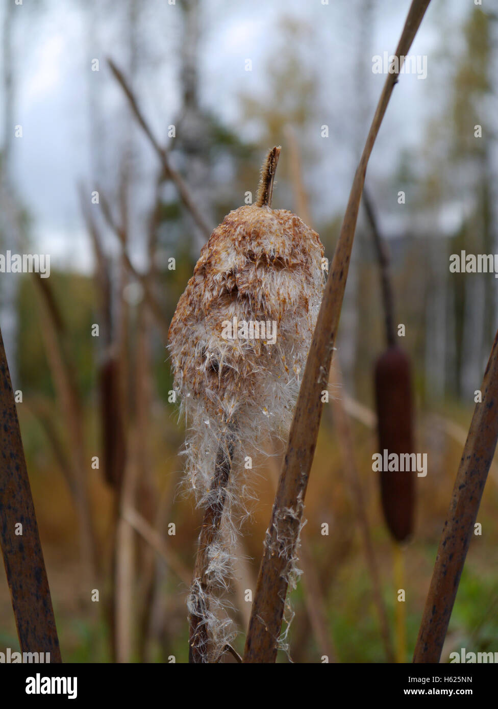 Giunco di palude con i semi in un highmoor Foto Stock