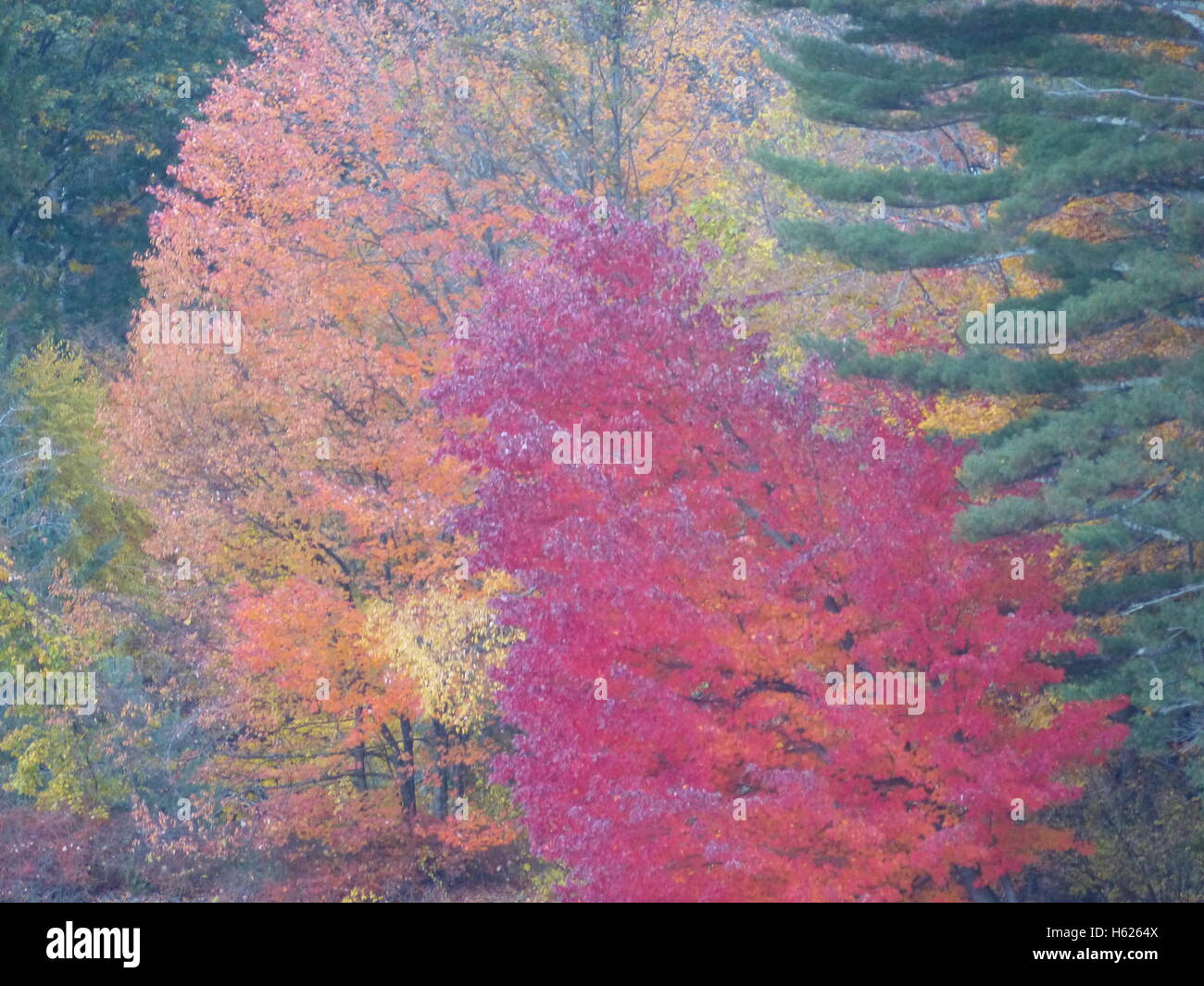 Fogliame autunnale del Nordest degli Stati Uniti Foto Stock