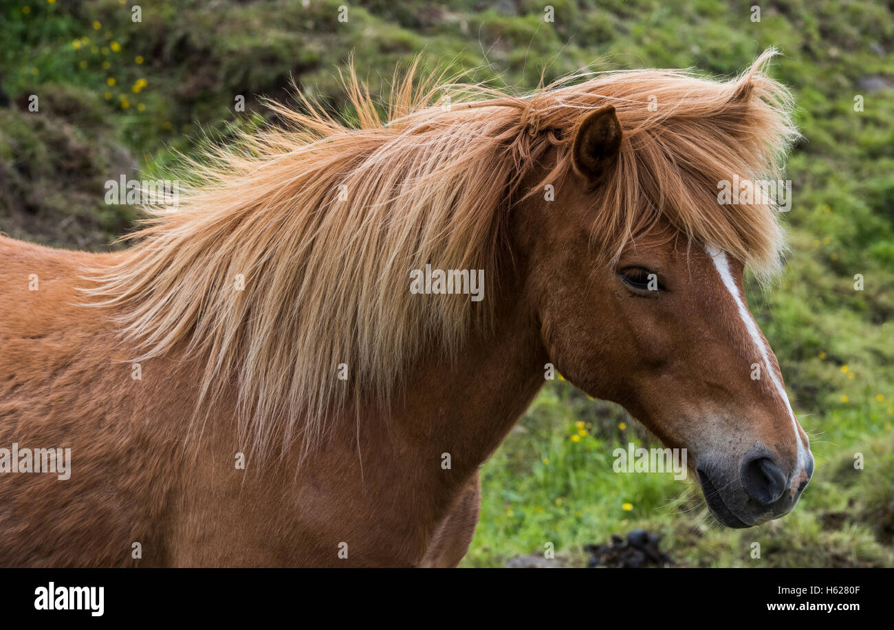 Cavallo islandese con grande manes su un prato in Islanda. Foto Stock