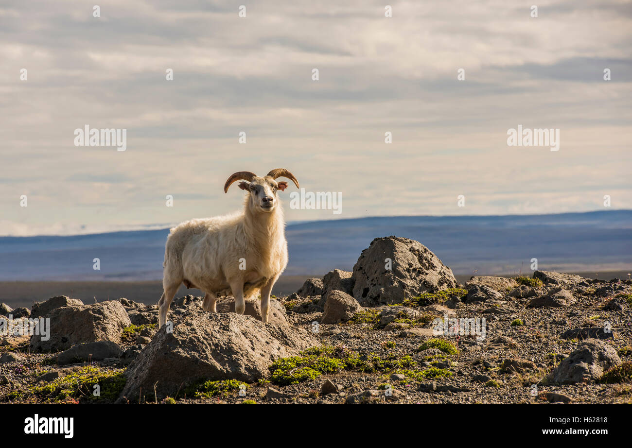Pecora con corna e destinare in montagne vulcaniche in Islanda. Foto Stock