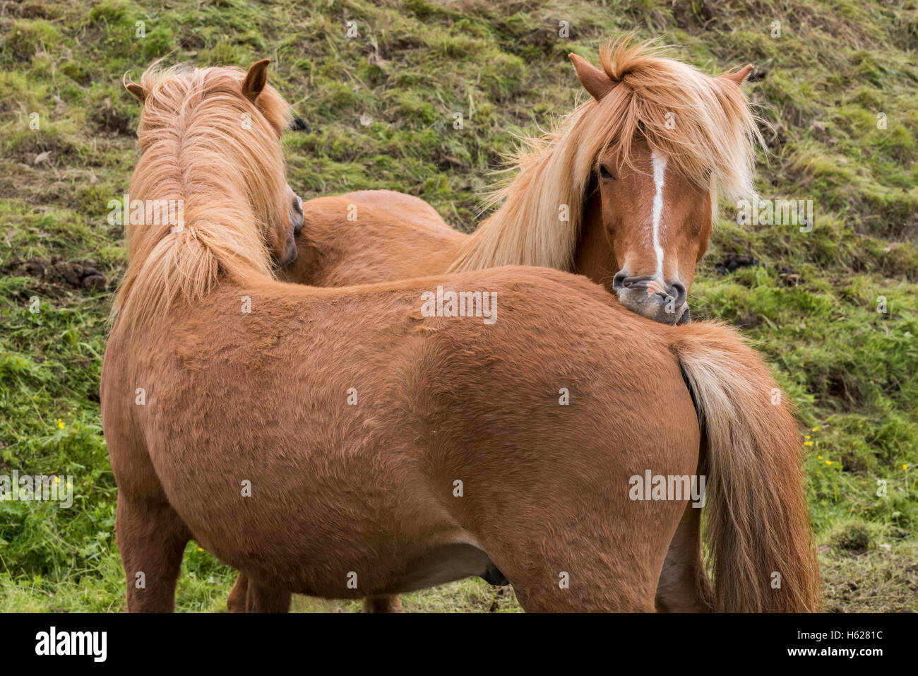 Due cavalli islandesi con grande manes graffiare ogni altro su di un prato in Islanda. Foto Stock