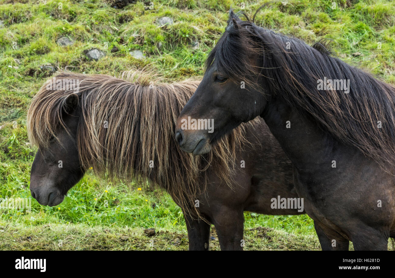 Due cavalli islandesi con grande manes su un prato in Islanda. Foto Stock