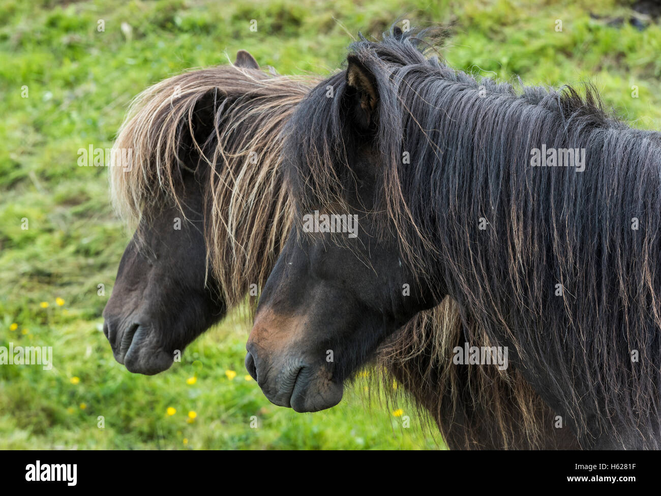 Due cavalli islandesi su un prato in Islanda. Foto Stock