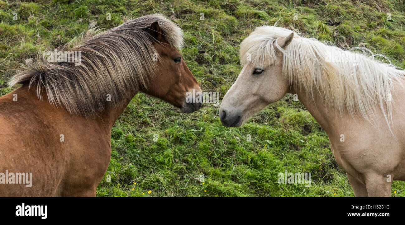 Due cavalli islandesi guardando ogni altro su di un prato in Islanda. Foto Stock