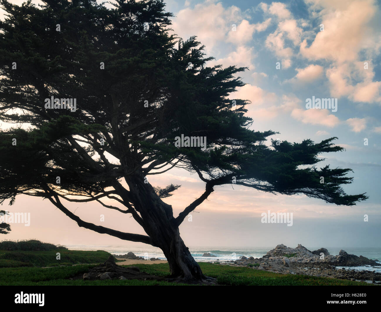 Albero di Cipro e dell'oceano. Pacific Grove, California Foto Stock