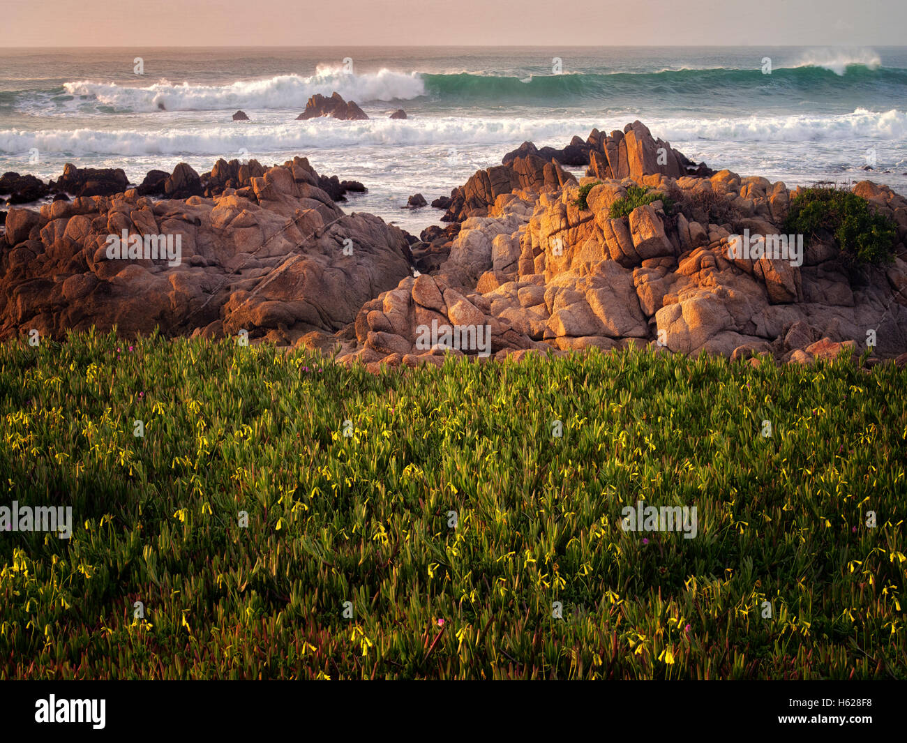 Fiori e oceano. Pacific Grove, California Foto Stock