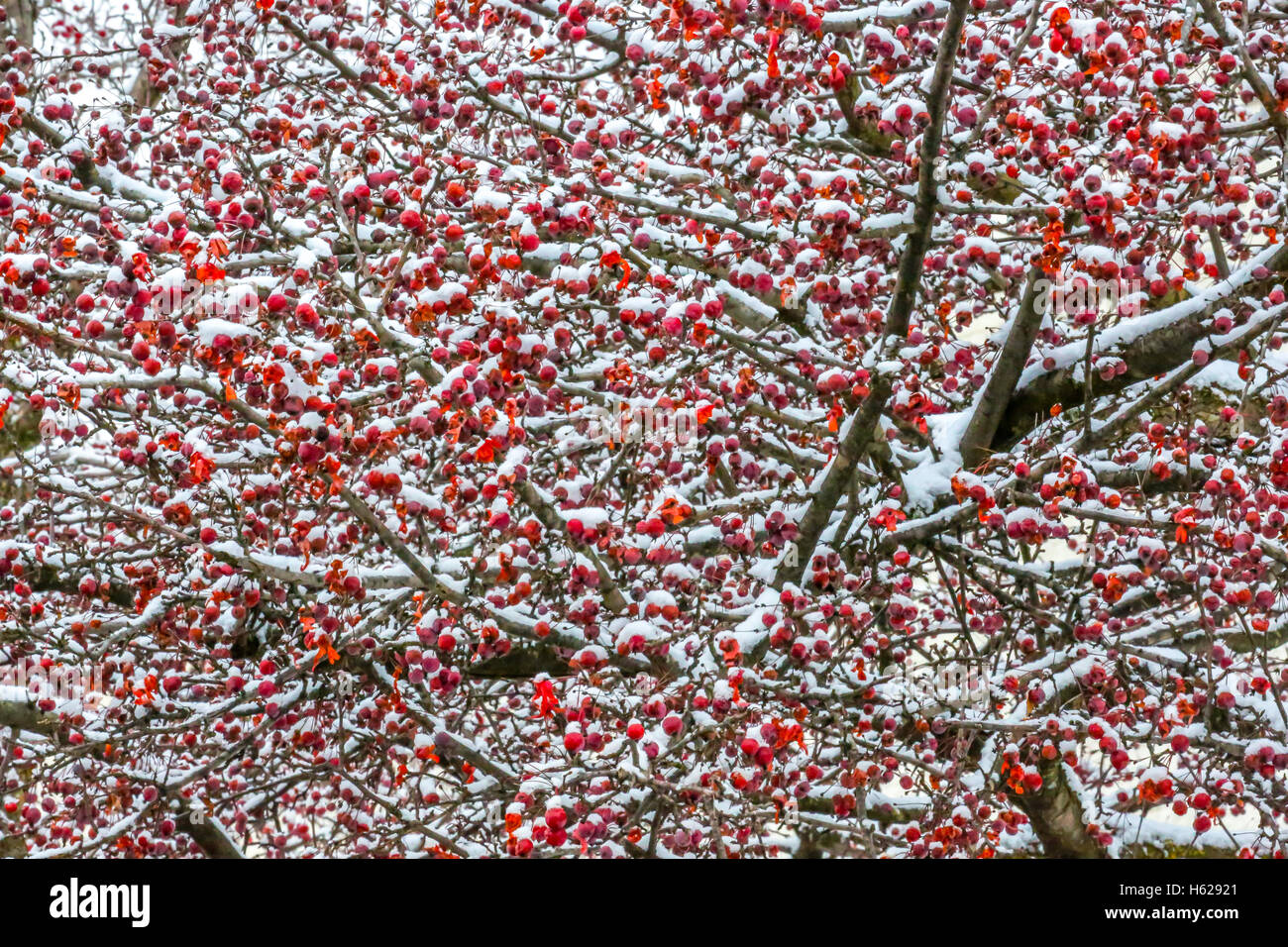 Strozzatura berry (Aronia arbutifolia) tree ricoperta di neve in Wisconsin. Foto Stock