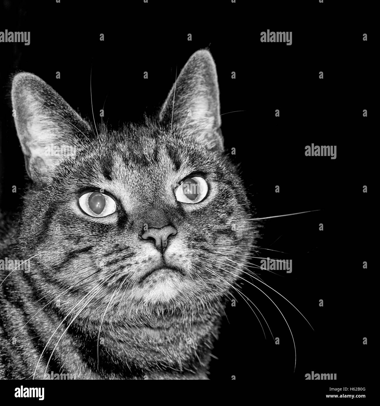 Sgombri Cat ritratto Foto Stock