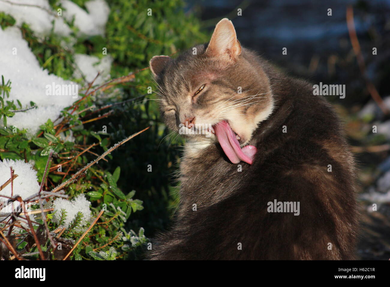 Gatto con linguetta lunga Foto Stock