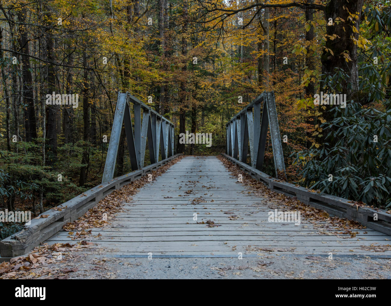 Entrando in una corsia ponte e nella foresta di collezione autunno Foto Stock