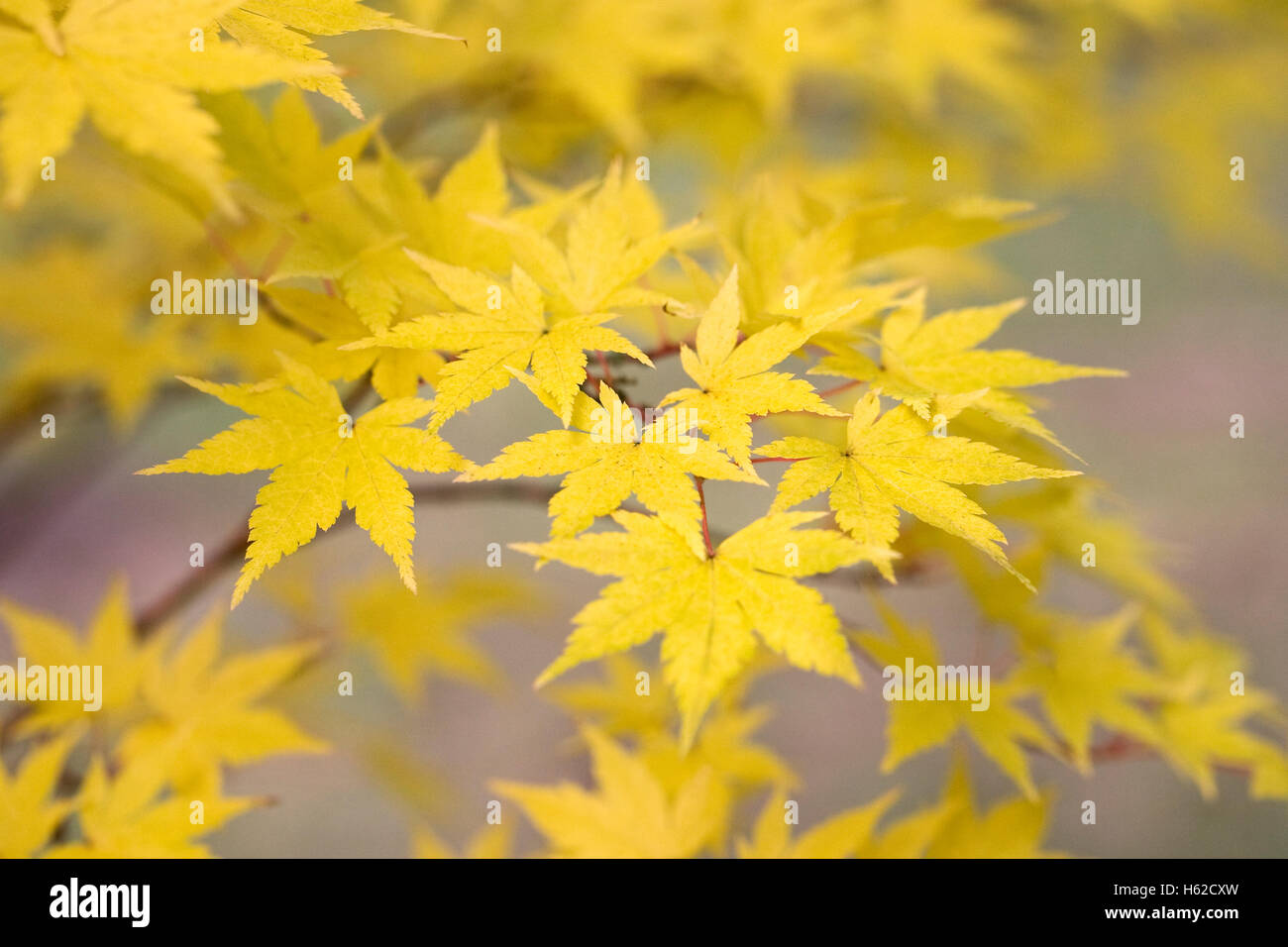 Acer palmatum 'Beni Kowa' le foglie in autunno. Foto Stock