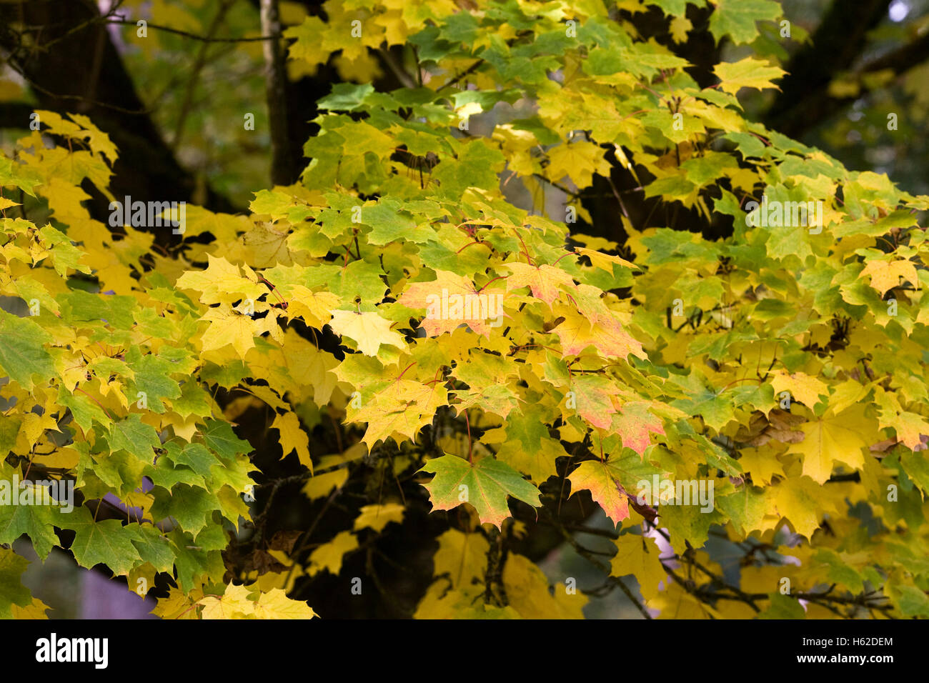 Acer platanoides le foglie in autunno. Foto Stock