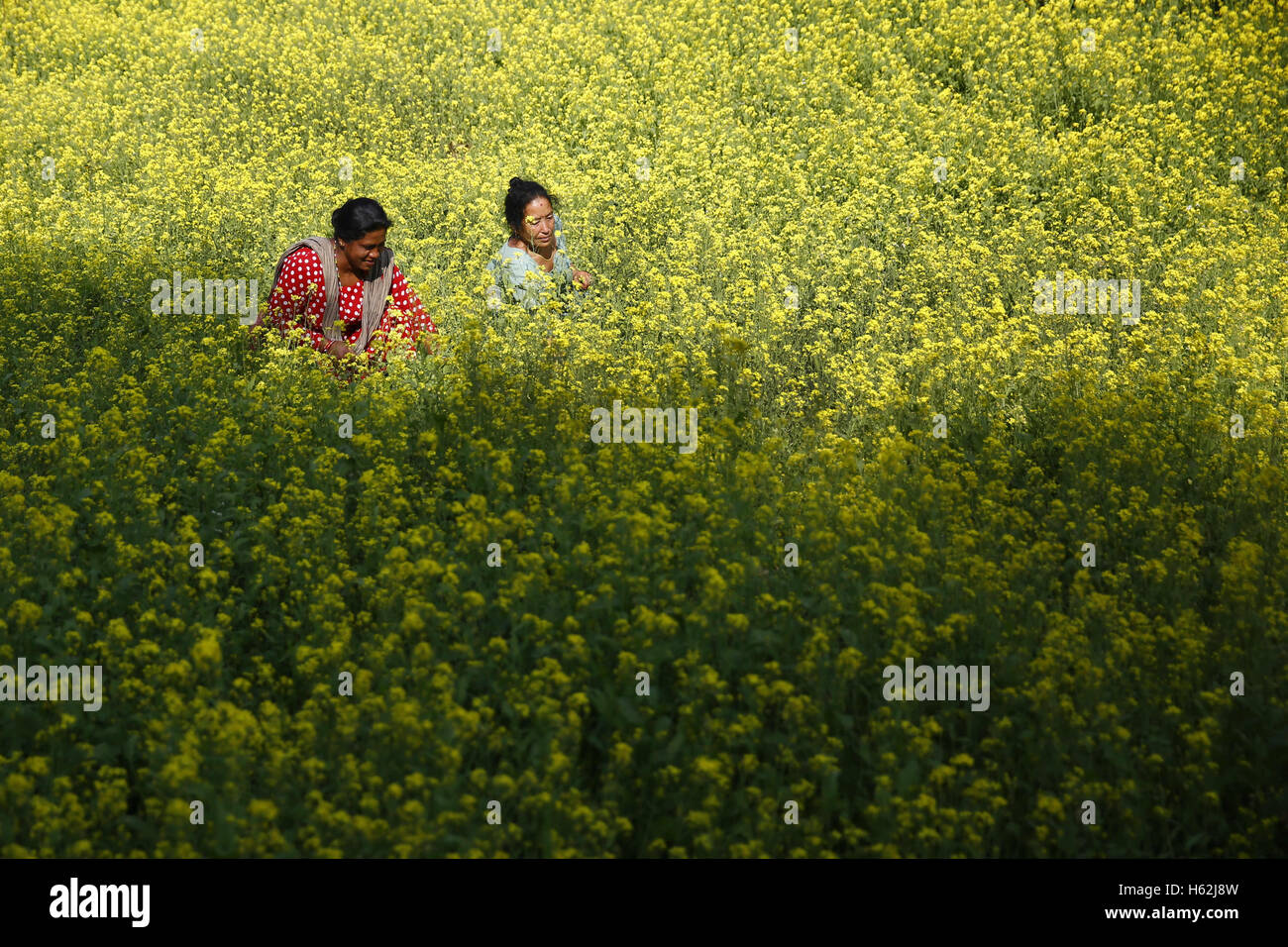 Lalitpur, Nepal. 23 Ott, 2016. Le donne nepalesi contadini raccolgono la senape al loro risaie a Jharasi in Lalitpur, Nepal domenica 23 ottobre, 2016. © Skanda Gautam/ZUMA filo/Alamy Live News Foto Stock