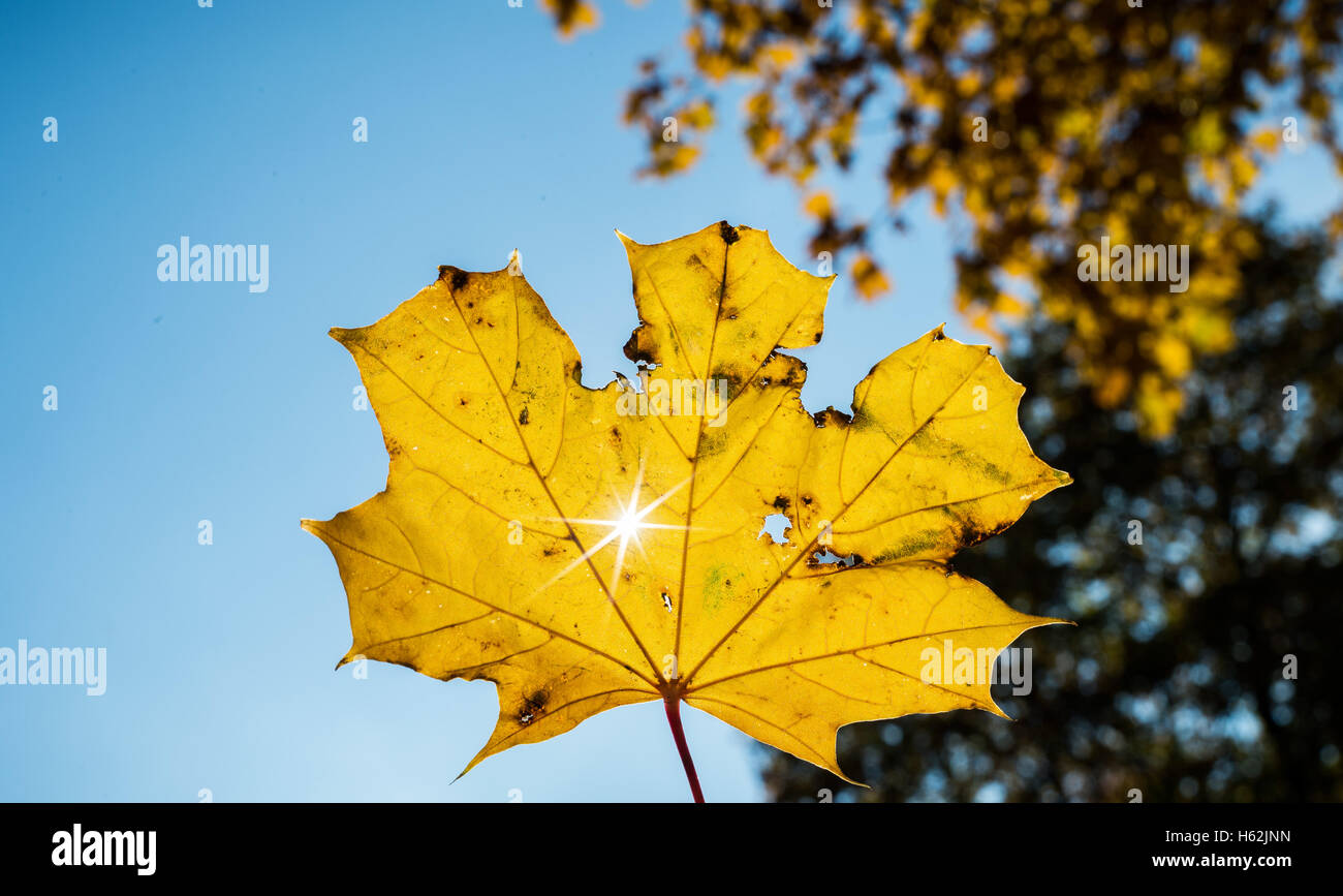 Visselhoevede, Germania. 23 Ott, 2016. Foglie di giallo giaceva sul tetto di una vettura, che riflette il blu del cielo vicino Visselhoevede, Germania, 23 ottobre 2016. Foto: Daniel Reinhardt/dpa/Alamy Live News Foto Stock