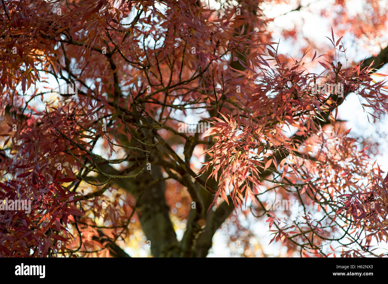 Lincoln, Regno Unito. Il 23 ottobre 2016. Regno Unito meteo. Lincoln mostra i suoi colori autunnali. Il delicato foglie di una cenere Raywood (Fraxinus angustifolia) Credito: marchio d/Alamy Live News Foto Stock