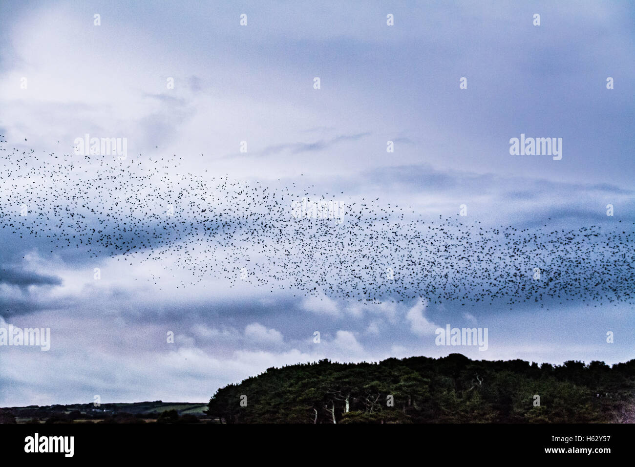 Marazion, Cornwall, Regno Unito. 24 ott 2016. Regno Unito Meteo. Un grigio e ventoso di iniziare la giornata su South West Cornwall. Visto qui storni lasciando il posatoio a Marazion Marsh RSPB Riserva, dove essi roost nei canneti. Attualmente ci sono stimati a circa 5000 uccelli, con più che li unisce al giorno. In passato murmarations di circa 500.000 uccelli sono stati registrati presso il sito nei mesi invernali. Credito: Simon Maycock/Alamy Live News Foto Stock