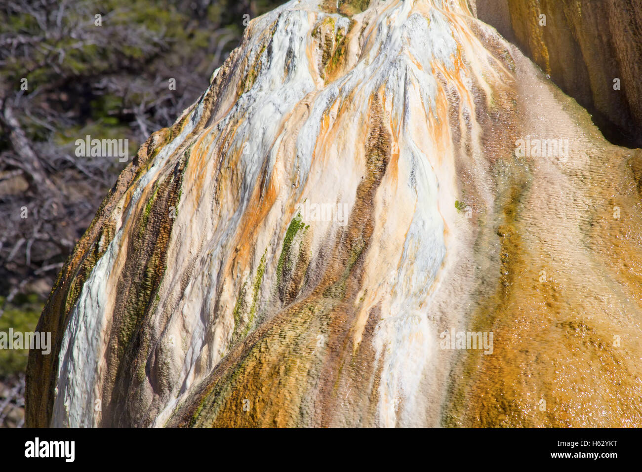 Mammoth Hot Springs nel Parco Nazionale di Yellowstone, Wyoming USA Foto Stock