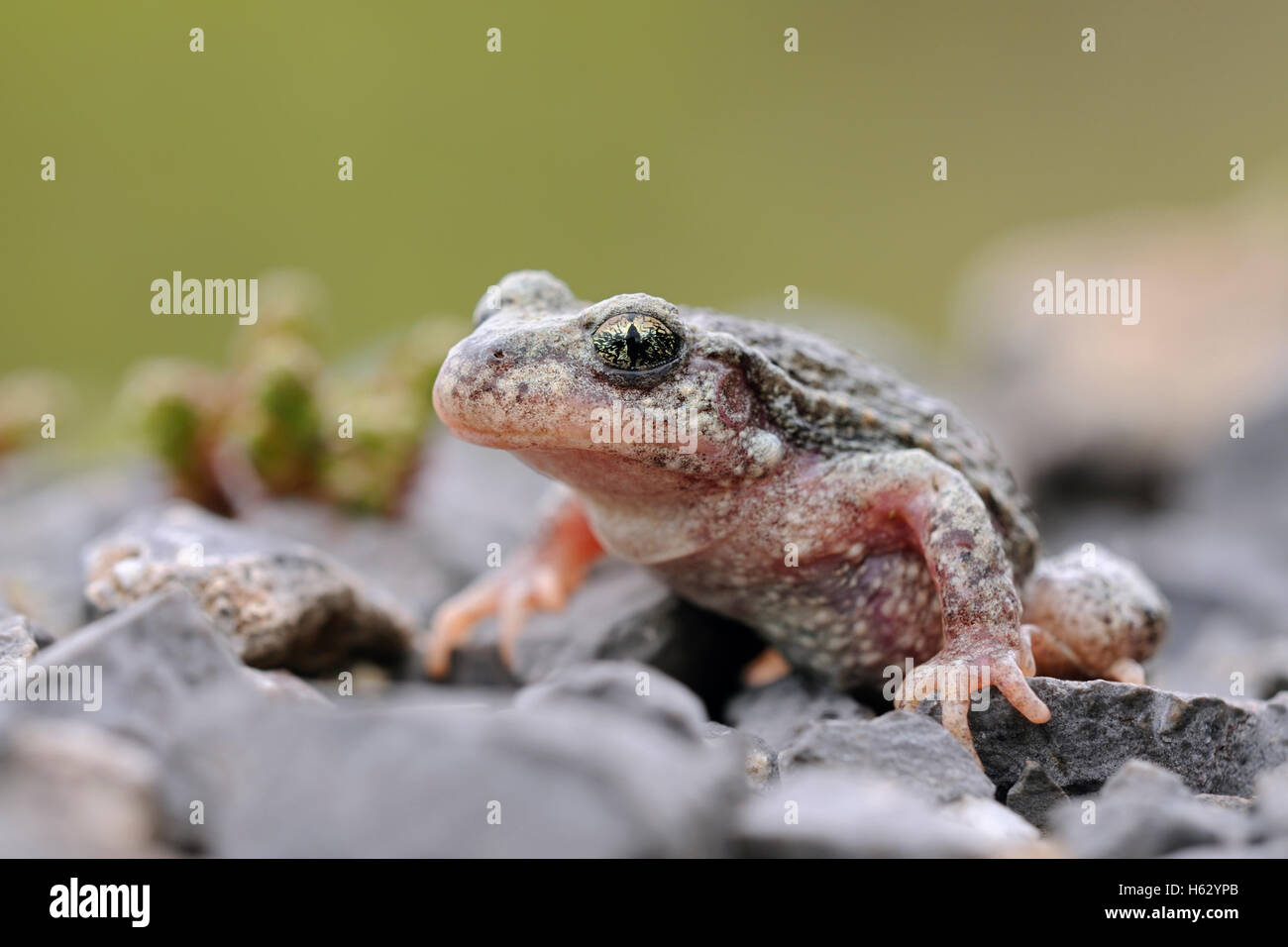 Comune ostetrica Toad / Geburtshelferkroete ( Alytes ostetricans ), primo piano, vista frontale laterale, accovacciato su ghiaia, vista laterale, fauna selvatica, Europa. Foto Stock