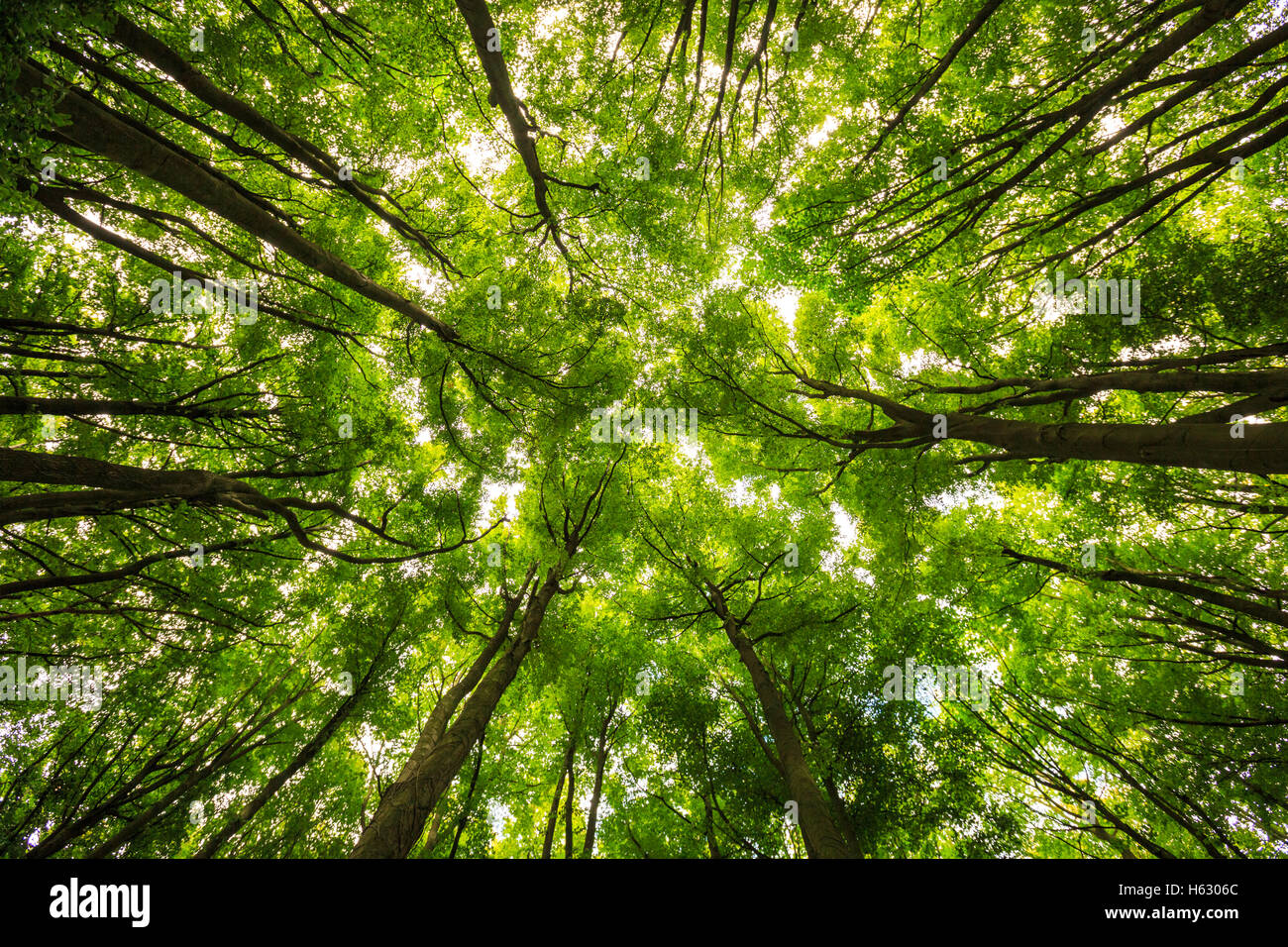 Un bosco di faggi la tettoia da sotto Foto Stock