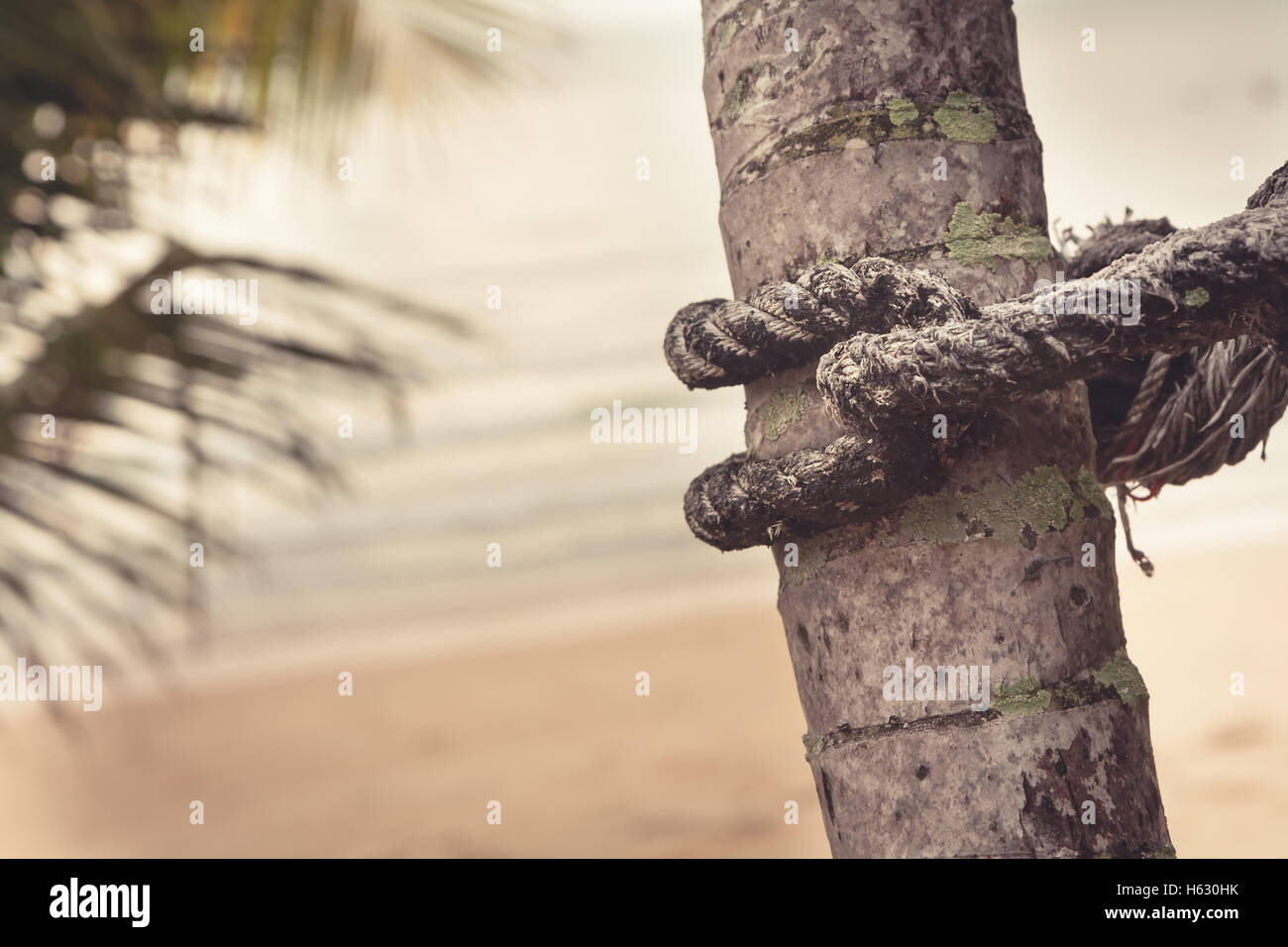 Old marine corda avvolto intorno a Palm tree su sfondo sfocato di spiaggia tropicale durante il tramonto Foto Stock