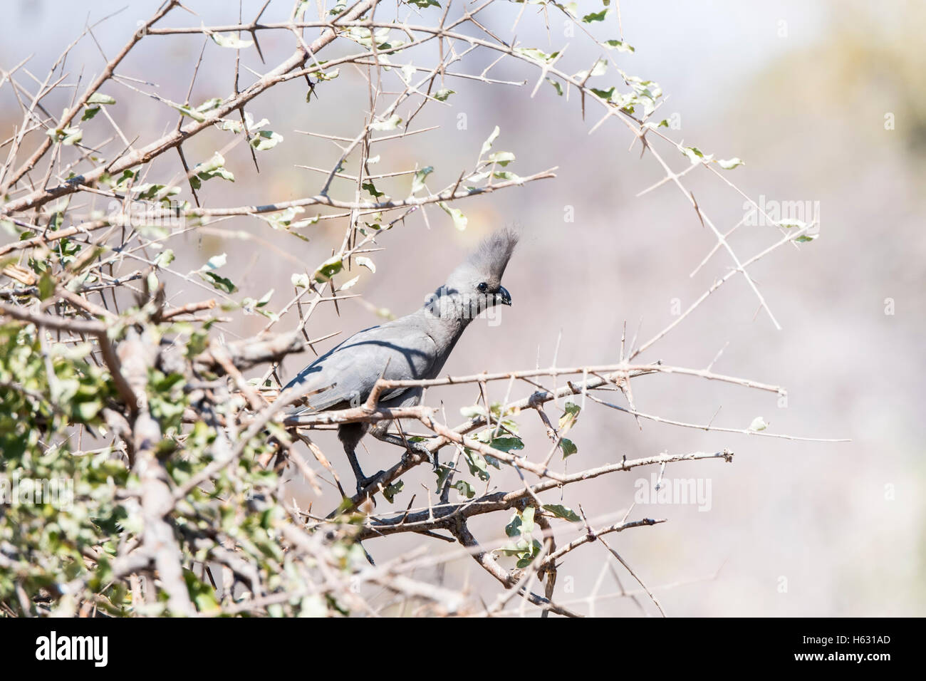 Grigio Go-away-uccello in un albero in Sud Africa Foto Stock