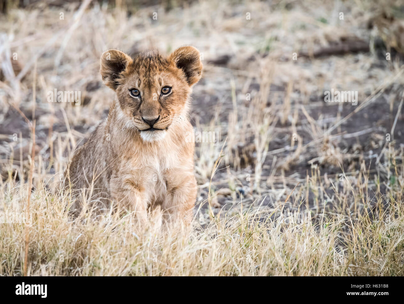 Wild Lion (Panthera leo) Lupetti nella riproduzione in erba Sud Africa Foto Stock