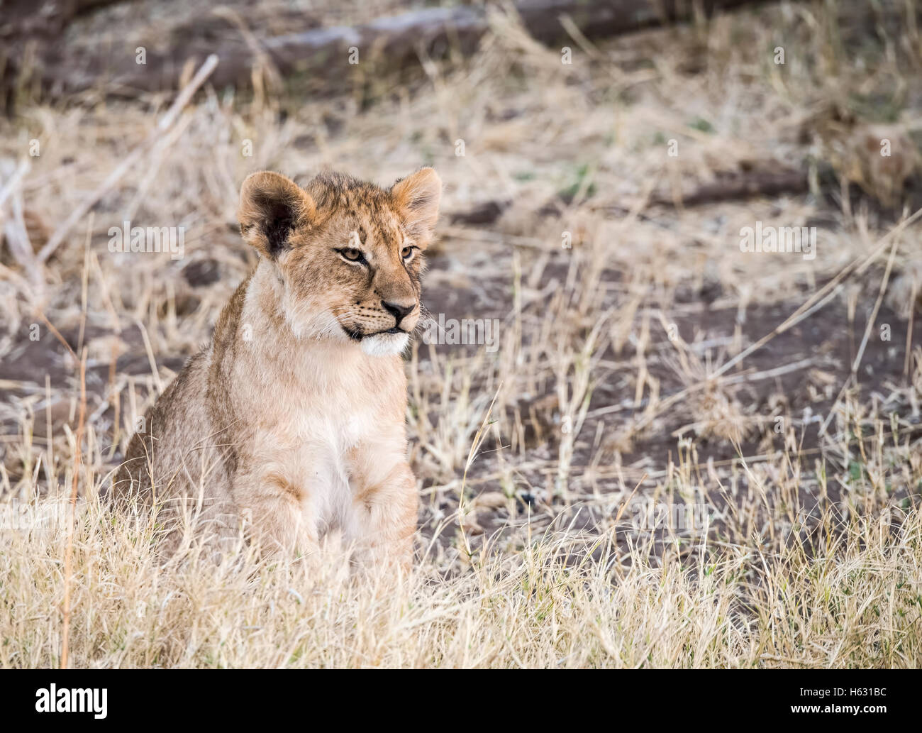 Wild Lion (Panthera leo) Lupetti nella riproduzione in erba Sud Africa Foto Stock