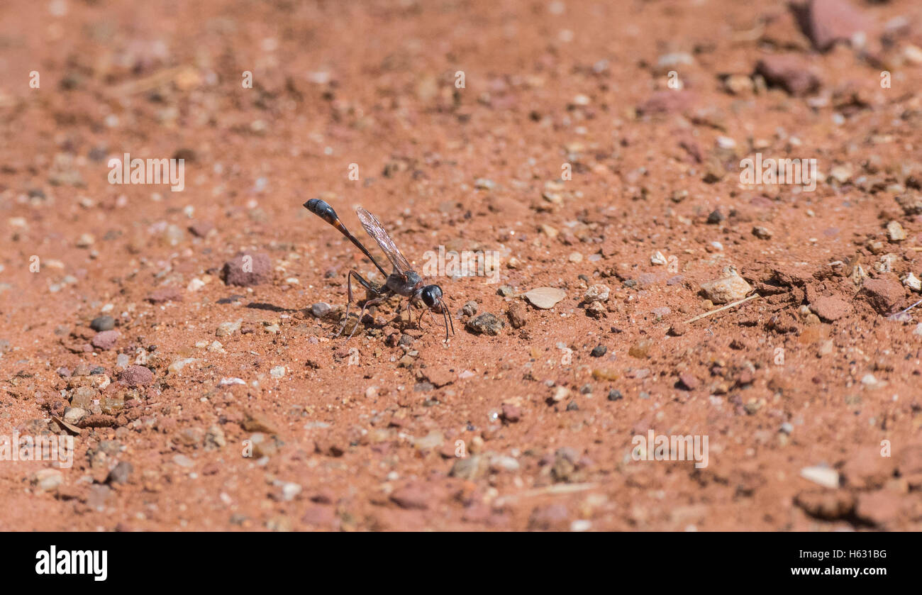 Ammophila wasp sul terreno in Sud Africa Foto Stock
