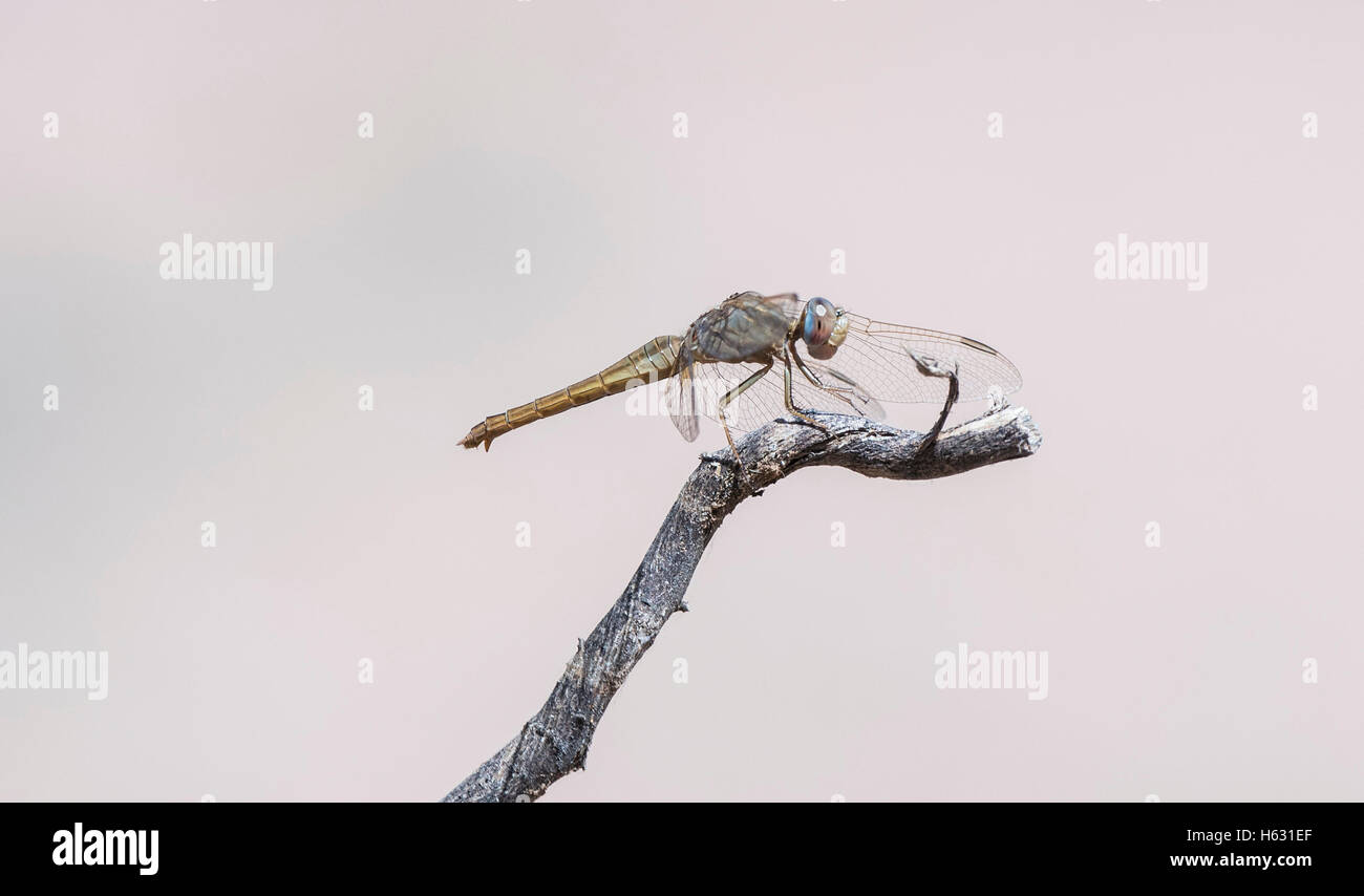 Ampia Scarlet (Crocothemis erythraea) Dragonfly arroccato su di un lembo di albero in Sud Africa Foto Stock